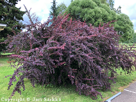 Berberis x ottawensis 'Superba', hurmehappomarja